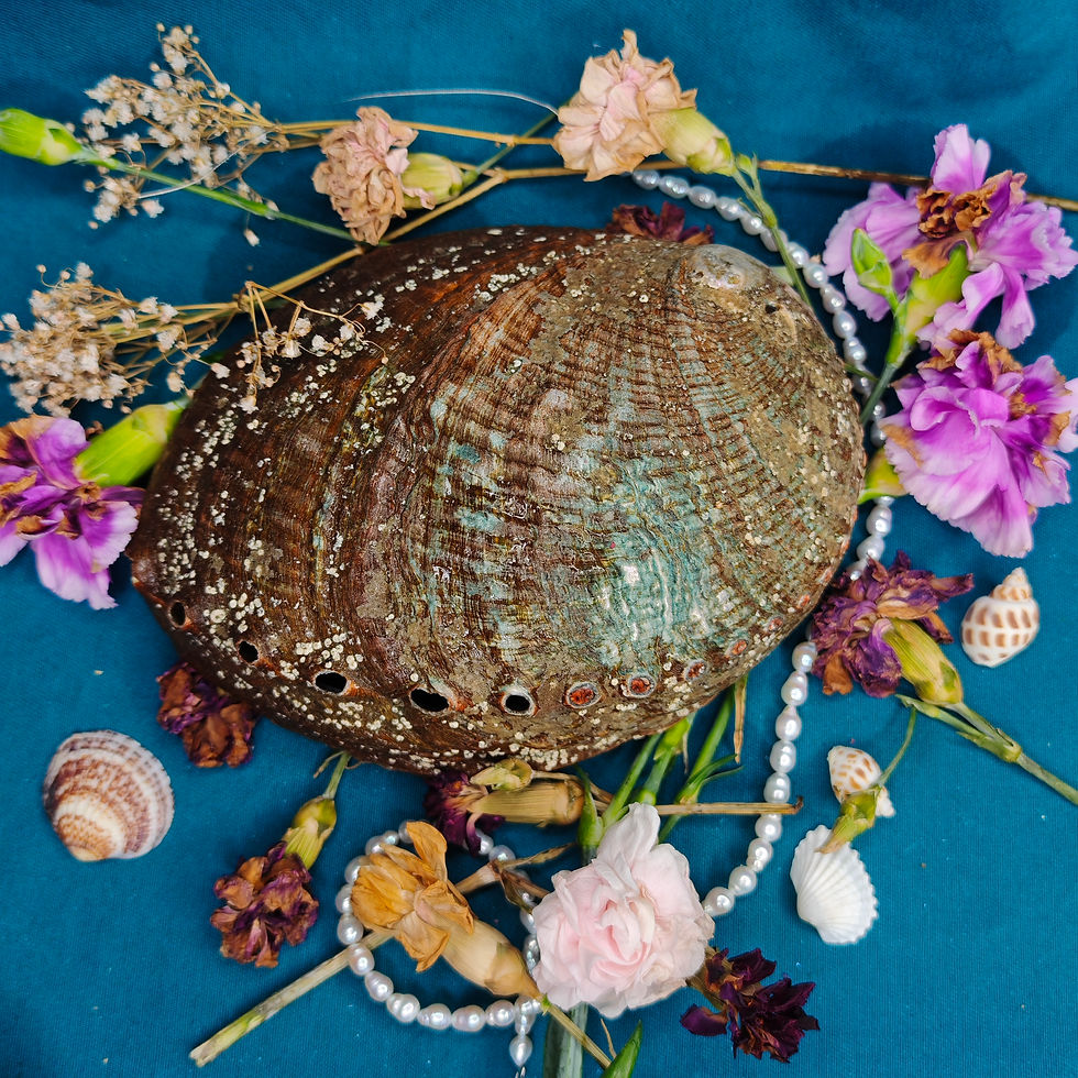 Miniature : coquille d'ormeau XL