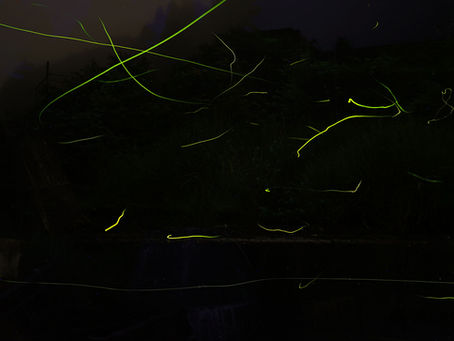 ホタルが乱舞!山中湖近くのハイキングコースのせせらぎで