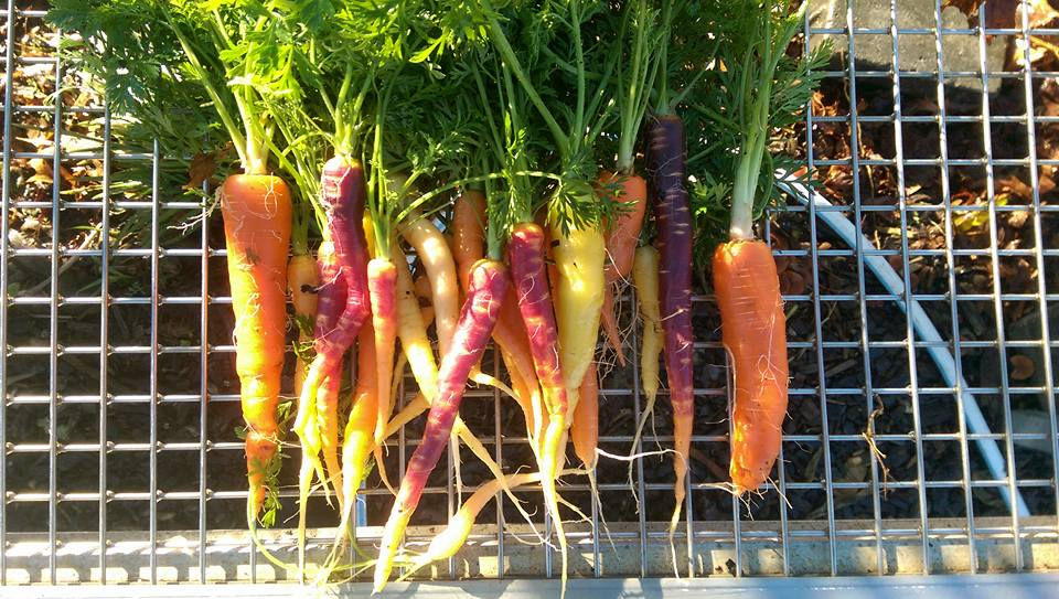 Carrots Dec 1 2016