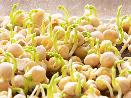 Matki: The Superfood Legume — Nutrition, Health Benefits, and Recipes