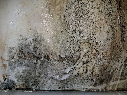 Black Mold -1.jpg