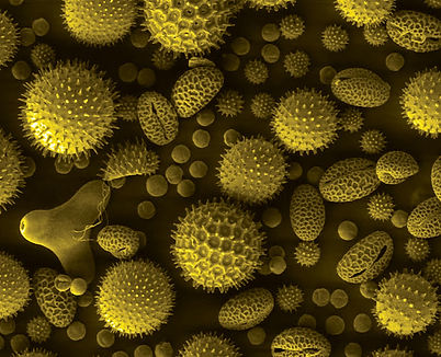 pollen.jpg