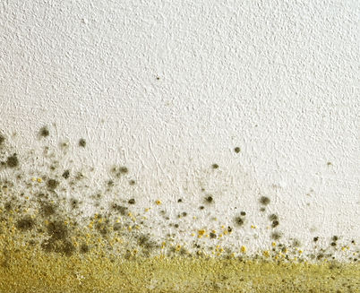 Mold on the paint and wall.jpg