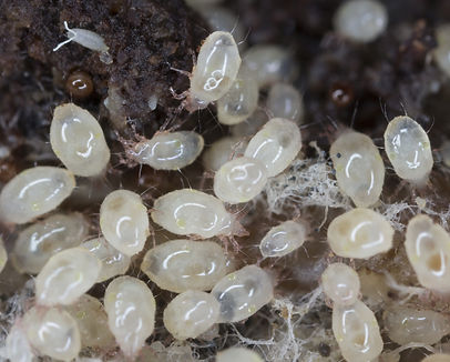 Magnification of mites from Acaridae family.jpg