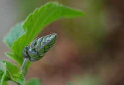 Screen Shot 2019-04-29 at 8.01.38 AM