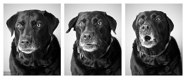 sierra-triptych-1200.jpg