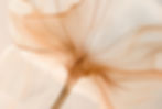 blume quer.jpeg