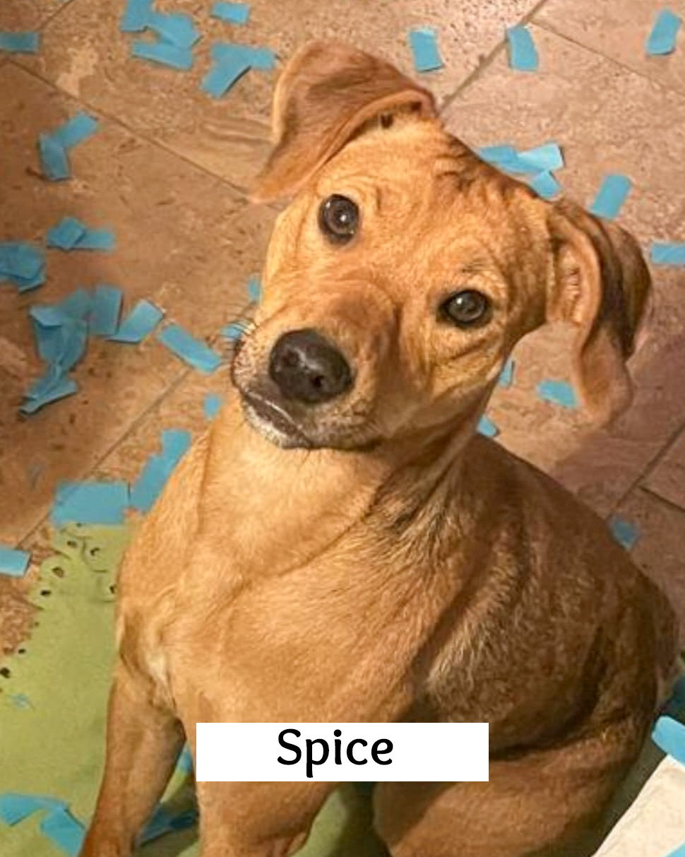 Spice