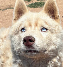 Ares