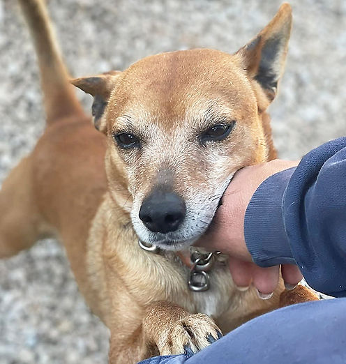 Alvin Startbild2.jpg