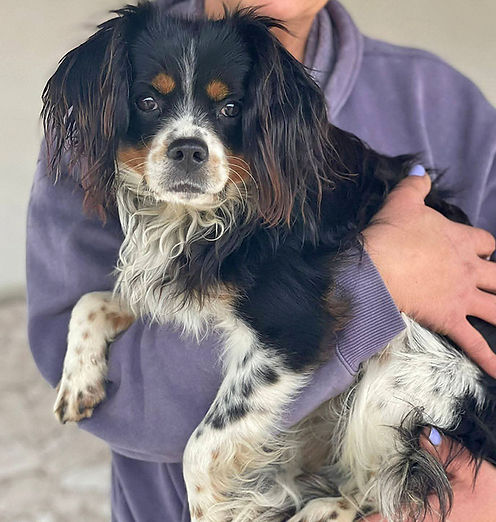 Isidoro Startbild.jpg