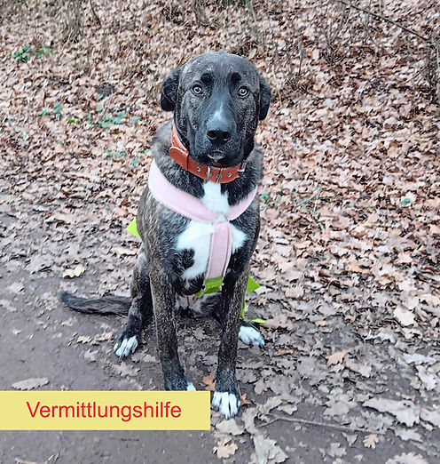 Kani Startbild Vermittlungshilfe.jpg