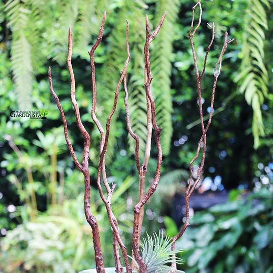 ภาพขนาดย่อ: Dry Bonsai - บอนไซแห้ง