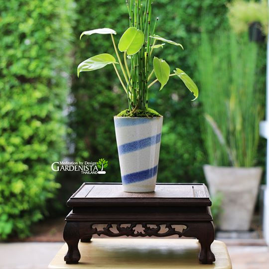 ภาพขนาดย่อ: บอนไซหญ้าถอดปล้อง ไม้มงคล Zen Style