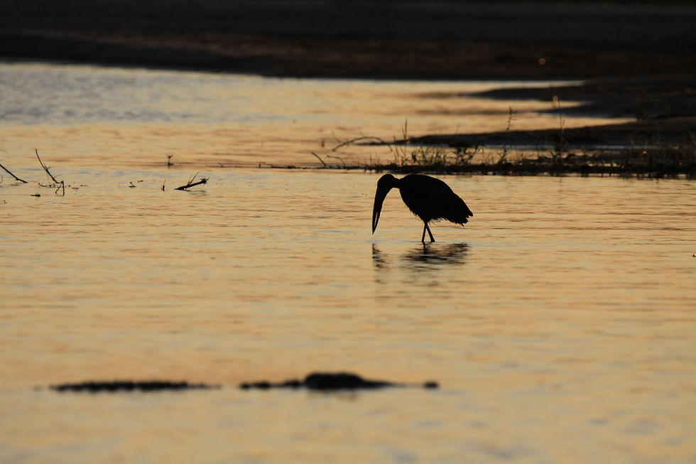 Stork and Crocodile on the Zambezi