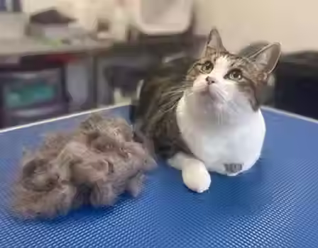 a cat on a table with a pile of dead undercoat fur next to it