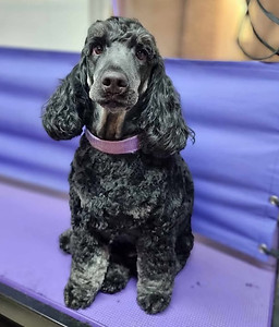 A dog sitting on the grooming table after his groom