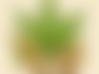 Cannabis Trademark Alert: Now is the Time to Protect Your Brand and Increase Your Cannabis Company Value