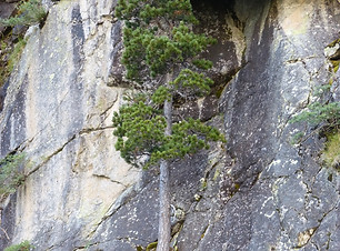 tree-2743254_1920.jpg