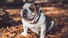 English Bulldog standing on a pet scale