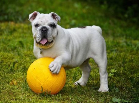 Effective Training Techniques for English Bulldogs: Reinforcing Good Behavior"