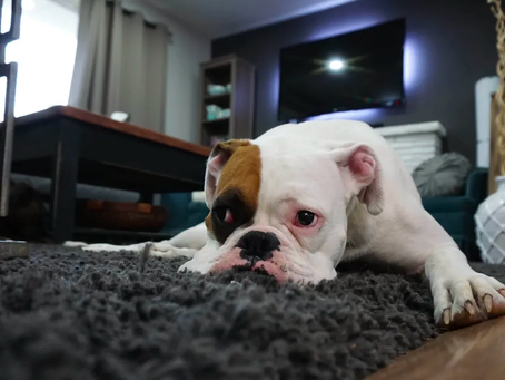 Fireworks VS. English Bulldogs