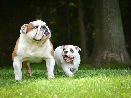 How to Potty Train Your New Puppy in 7 Easy Steps