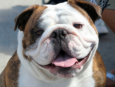 A Confident English Bulldog