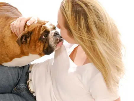 My English Bulldog is so clingy!