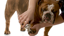 English Bulldog being groomed and brushed