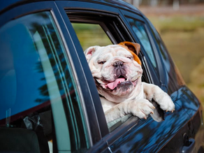 My English Bulldog is going on a ROADTRIP!