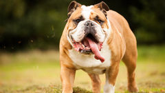 Happy English Bulldog playing outdoors with tongue out