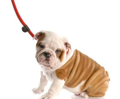 The Perfect Leash for my English Bulldog