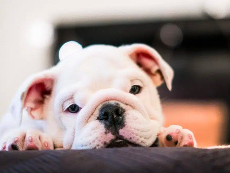 3 Essential Foods to feed your English Bulldog!