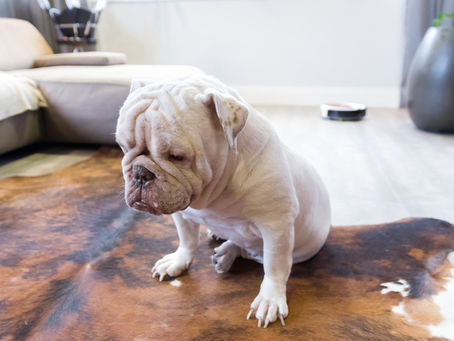 Tips to Help Reduce Puppy Separation Anxiety