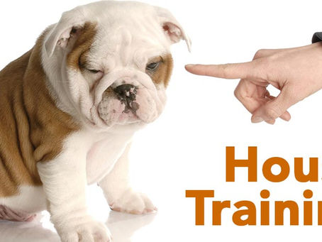 The Right Way to House Train an English Bulldog puppy!
