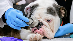 5 Essential Health Checks for Your English Bulldog Puppy: A Complete Guide for Bulldog Lovers