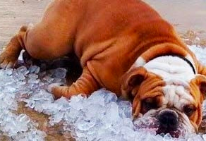 10 Summer Safety Tips for Dogs: Keeping Your Furry Friend Cool and Happy!