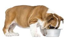 Puppy eating from a food bowl