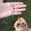 Miniaturbild: Labradorit Armband - Intuition, Hellsinne