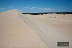 Dune