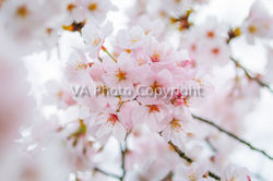Giappone-17