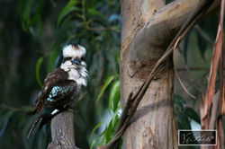 Kookaburra