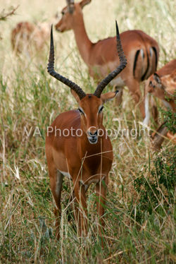 Antilope