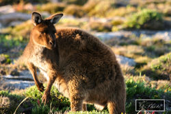 Kangaroo