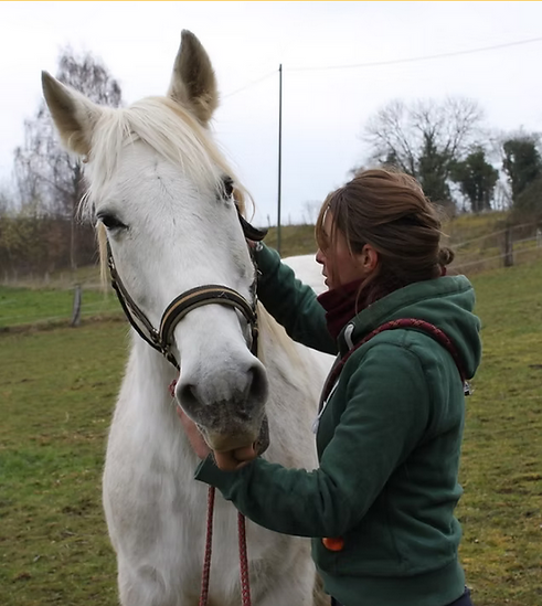 ostéopathe cheval