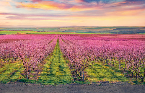 Blooming peach gasrden in the outskirts of Istanbul town Coorful sunrise in Turkey, Europe