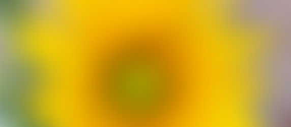 Does a Sunflower Fear Not Blooming?