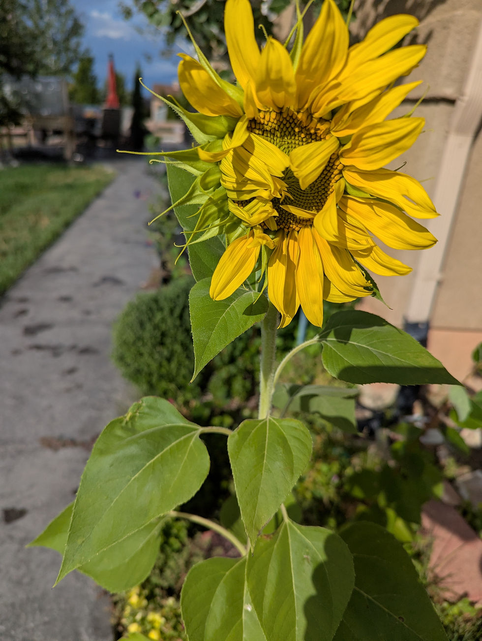Peek-A-Boo, I see you! 8/19/26