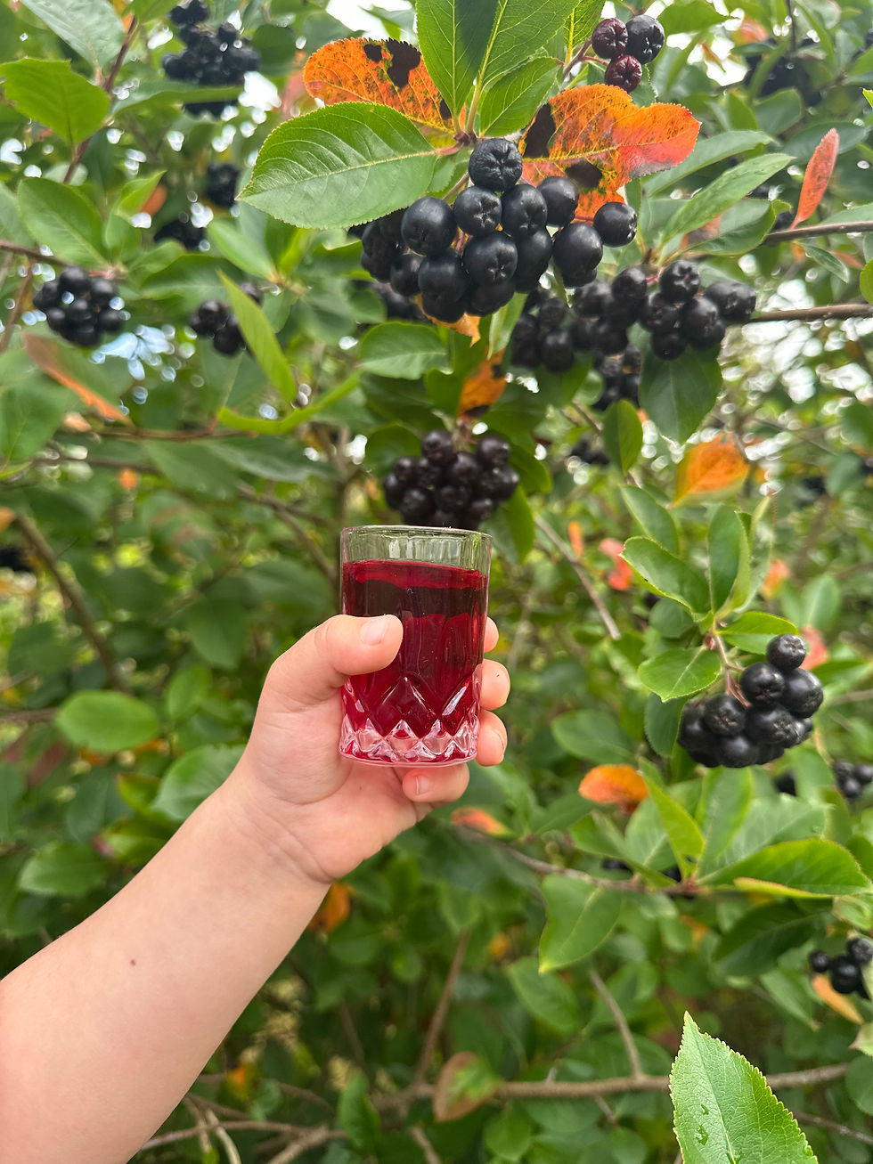 Miniatyrbilde: Aronia Juice 